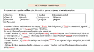 ACTIVIDADES DE COMPRENSIÓN
Fibras
Nervios
Cuerpos
Ganglios
Central Encéfalo Médula
Interpretación
Conciencia
Periférico
Ganglios
Órganos
 