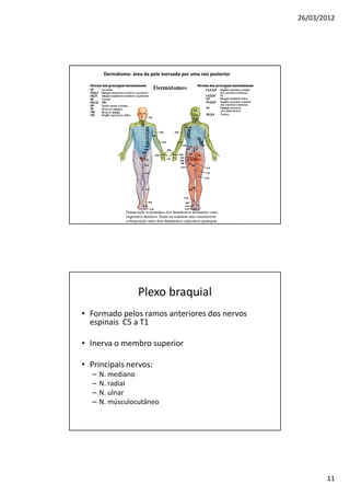 26/03/2012




       Dermátomo- área da pele inervada por uma raiz posterior




                     Plexo braquial
• Formado pelos ramos anteriores dos nervos
  espinais C5 a T1

• Inerva o membro superior

• Principais nervos:
  –   N. mediano
  –   N. radial
  –   N. ulnar
  –   N. músculocutâneo




                                                                        11
 