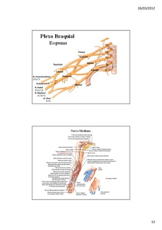 26/03/2012




                                                                   C5

                                            Tronco                 C6
                                             Superior              C7

                                                     Médio
                      Fascículo                                    C8

                                                        Inferior   T1
                        Lateral

N, músculocutâneo             Posterior
(C5,6,7)
   N.Axilar (C5,6)
                                          Medial
 N. Radial
 (C5,6,7,8,T1)
 N. Mediano
 C5,6,7,8,T1)
           N. Ulnar
           C7,8,T1)




                                                                               12
 