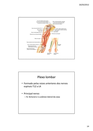26/03/2012




                Plexo lombar
• Formado pelas raizes anteriores dos nervos
  espinais T12 a L4

• Principal nervo:
  – N. femoral e n.cutâneo lateral da coxa




                                                      14
 