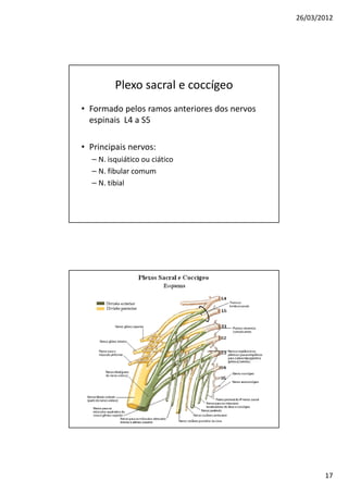 26/03/2012




         Plexo sacral e coccígeo
• Formado pelos ramos anteriores dos nervos
  espinais L4 a S5

• Principais nervos:
  – N. isquiático ou ciático
  – N. fibular comum
  – N. tibial




                                                     17
 
