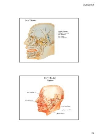 26/03/2012




                                       1- nervo trigêmeo
                                       2- Gânglio trigeminal
                                       3- n. oftalmico
                                   1   4- n. maxilar
                       3
                                       5- n. mandibular
                               2
                   4

                           5




   Ramo temporal




Ramo zigomático




                                                       Ramo bucal


                                                  Ramo mandibular


                                       Ramo cervical




                                                                           23
 