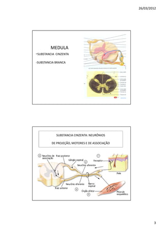 26/03/2012




        MEDULA
-SUBSTANCIA CINZENTA
-SUBSTANCIA BRANCA




            SUBSTANCIA CINZENTA: NEURÔNIOS

         DE PROJEÇÃO, MOTORES E DE ASSOCIAÇÃO




                                                        3
 