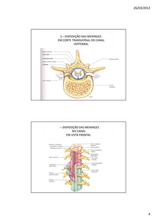 26/03/2012




 2 – DISPOSIÇÃO DAS MENINGES
EM CORTE TRANSVERSAL DO CANAL
           VERTEBRAL




3 – DISPOSIÇÃO DAS MENINGES
          NO CANAL
       EM VISTA FRONTAL




                                        4
 