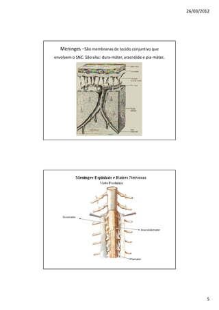 26/03/2012




   Meninges –São membranas de tecido conjuntivo que
envolvem o SNC. São elas: dura-máter, aracnóide e pia-máter.




    Duramater



                                                Aracnóidemater




                                         Piamater




                                                                         5
 