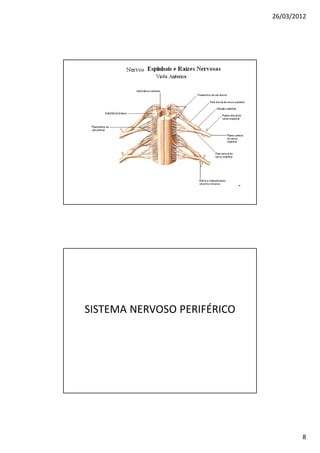 26/03/2012




SISTEMA NERVOSO PERIFÉRICO




                                     8
 