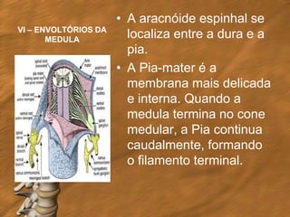 • A aracnóide espinhal se
VI – ENVOLTÓRIOS DA
       MEDULA
                        localiza entre a dura e a
                        pia.
                      • A Pia-mater é a
                        membrana mais delicada
                        e interna. Quando a
                        medula termina no cone
                        medular, a Pia continua
                        caudalmente, formando
                        o filamento terminal.
 
