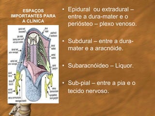 ESPAÇOS        • Epidural ou extradural –
IMPORTANTES PARA     entre a dura-mater e o
    A CLÍNICA
                     periósteo – plexo venoso.

                   • Subdural – entre a dura-
                     mater e a aracnóide.

                   • Subaracnóideo – Liquor.

                   • Sub-pial – entre a pia e o
                     tecido nervoso.
 