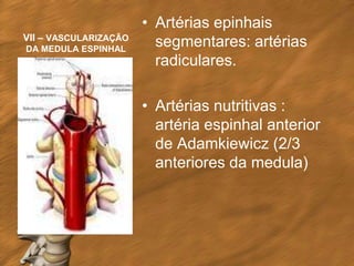 • Artérias epinhais
VII – VASCULARIZAÇÃO
DA MEDULA ESPINHAL
                         segmentares: artérias
                         radiculares.

                       • Artérias nutritivas :
                         artéria espinhal anterior
                         de Adamkiewicz (2/3
                         anteriores da medula)
 