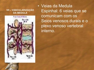 • Veias da Medula
VII – VASCULARIZAÇÃO
       DA MEDULA
                         Espinhal: 6 veias que se
                         comunicam com os
                         Seios venosos durais e o
                         plexo venoso vertebral
                         interno.
 