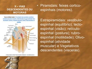 X – VIAS     • Piramidais: feixes cortico-
DESCENDENTES OU     espinhais (motores).
    MOTORAS


                  • Estrapiramidais: vestibulo-
                    espinhal (equilíbrio); tecto-
                    espinhal (visão); retículo-
                    espinhal (postura); rubro-
                    espinhal (motilidade); Olivo-
                    espinhal (atividade
                    muscular) e Vegetativos
                    descendentes (visceras).
 