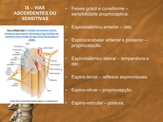 IX – VIAS    • Feixes grácil e cuneiforme –
ASCENDENTES OU     sensibilidade proprioceptiva.
  SENSITIVAS
                 • Espinotalâmico anterior – tato.

                 • Espinocerebelar anterior e posterior –
                   propriocepção.

                 • Espinotalâmico lateral – temperatura e
                   dor.

                 • Espino-tectal – reflexos espinovisuais.

                 • Espino-olivar – propriocepção.

                 • Espino-reticular – postura.
 