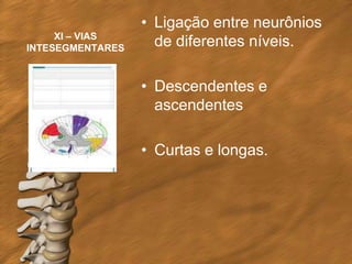 • Ligação entre neurônios
     XI – VIAS
INTESEGMENTARES
                    de diferentes níveis.

                  • Descendentes e
                    ascendentes

                  • Curtas e longas.
 