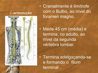 • Cranialmente é limítrofe
I - INTRODUÇÃO
                   com o Bulbo, ao nível do
                   foramen magno.

                 • Mede 45 cm (média) e
                   termina, no adulto, ao
                   nível da segunda
                   vértebra lombar.

                 • Termina adelgaçando-se
                   e formando o filum
                   terminal .
 