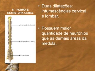 • Duas dilatações:
   II – FORMA E
ESTRUTURA GERAL
                    intumescências cervical
                    e lombar.

                  • Possuem maior
                    quantidade de neurônios
                    que as demais áreas da
                    medula.
 