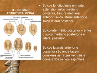 • Sulcos longitudinais em toda
   II – FORMA E     extensão: sulco mediano
ESTRUTURA GERAL     posterior, fissura mediana
                    anterior, sulco lateral anterior e
                    sulco lateral posterior.

                  • Sulco intermédio posterior – entre
                    o sulco mediano posterior e o
                    lateral posterior.

                  • Sulcos laterais anterior e
                    posterior são onde fazem
                    conexões as raízes ventrais e
                    dorsais dos nervos espinhais.
 