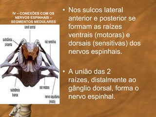 IV – CONEXÕES COM OS
                        • Nos sulcos lateral
   NERVOS ESPINHAIS –
SEGMENTOS MEDULARES
                          anterior e posterior se
                          formam as raízes
                          ventrais (motoras) e
                          dorsais (sensitivas) dos
                          nervos espinhais.

                        • A união das 2
                          raízes, distalmente ao
                          gânglio dorsal, forma o
                          nervo espinhal.
 