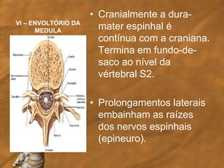• Cranialmente a dura-
VI – ENVOLTÓRIO DA
      MEDULA
                       mater espinhal é
                       contínua com a craniana.
                       Termina em fundo-de-
                       saco ao nível da
                       vértebral S2.

                     • Prolongamentos laterais
                       embainham as raízes
                       dos nervos espinhais
                       (epineuro).
 