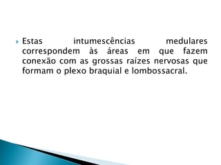  Estas intumescências medulares
correspondem às áreas em que fazem
conexão com as grossas raízes nervosas que
formam o plexo braquial e lombossacral.
 