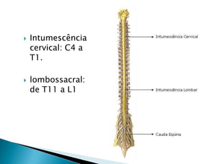  Intumescência
cervical: C4 a
T1.
 lombossacral:
de T11 a L1
 