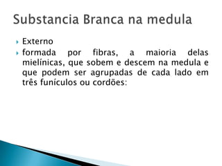  Externo
 formada por fibras, a maioria delas
mielínicas, que sobem e descem na medula e
que podem ser agrupadas de cada lado em
três funículos ou cordões:
 