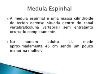  A medula espinhal é uma massa cilindróide
de tecido nervoso situada dentro do canal
vertebral(coluna vertebral) sem entretanto
ocupa-lo completamente.
 No homem adulto ela mede
aproximadamente 45 cm sendo um pouco
menor na mulher.
 