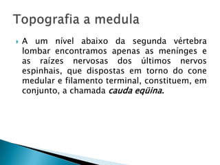  A um nível abaixo da segunda vértebra
lombar encontramos apenas as menínges e
as raízes nervosas dos últimos nervos
espinhais, que dispostas em torno do cone
medular e filamento terminal, constituem, em
conjunto, a chamada cauda eqüina.
 
