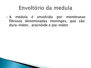  A medula é envolvida por membranas
fibrosas denominadas menínges, que são:
dura-máter, aracnóide e pia-máter
 