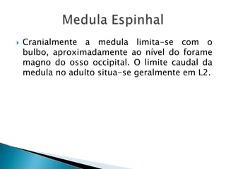  Cranialmente a medula limita-se com o
bulbo, aproximadamente ao nível do forame
magno do osso occipital. O limite caudal da
medula no adulto situa-se geralmente em L2.
 