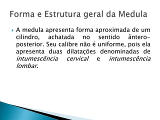  A medula apresenta forma aproximada de um
cilindro, achatada no sentido ântero-
posterior. Seu calibre não é uniforme, pois ela
apresenta duas dilatações denominadas de
intumescência cervical e intumescência
lombar.
 