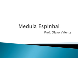 Prof. Olavo Valente
 