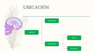 UBICACIÓN
LÍMITES
RELACIÓN
ESQUELETO
ATLAS
OCCIPITAL
 