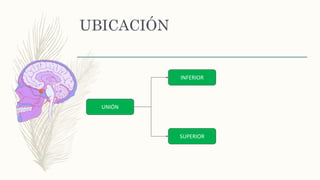 UBICACIÓN
UNIÓN
INFERIOR
SUPERIOR
 
