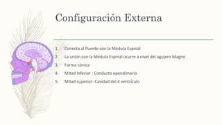 Configuración Externa
1. Conecta al Puente con la Médula Espinal
2. La unión con la Médula Espinal ocurre a nivel del agujero Magno
3. Forma cónica
4. Mitad Inferior : Conducto ependimario
5. Mitad superior: Cavidad del 4 ventrículo
 