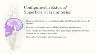 Configuración Externa:
Superficie o cara anterior.
– Fisura Media Anterior: se continua hacia abajo con la fisura media anterior de
la médula
– Pirámide: tumefacciones a ambos lados de la Fisura Media Anterior.
– Fibras arcuatas externas anteriores: fibras que emergen desde la Fisura Media
Anterior por encima de la decusación
– Olivas: elevaciones ovales laterales a las pirámides
 