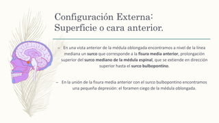 Configuración Externa:
Superficie o cara anterior.
– En una vista anterior de la médula oblongada encontramos a nivel de la línea
mediana un surco que corresponde a la fisura media anterior, prolongación
superior del surco mediano de la médula espinal, que se extiende en dirección
superior hasta el surco bulbopontino.
– En la unión de la fisura media anterior con el surco bulbopontino encontramos
una pequeña depresión: el foramen ciego de la médula oblongada.
 