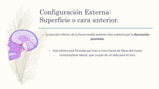 Configuración Externa:
Superficie o cara anterior.
– La porción inferior de la fisura media anterior está cubierta por la decusación
piramidal.
– Esta última está formada por tres a cinco haces de fibras del tracto
corticoespinal lateral, que cruzan de un lado para el otro.
 