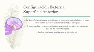 Configuración Externa
Superficie Anterior
– En dirección lateral a cada pirámide está el surco anterolateral abajo, y el surco
preoli- var en la porción superior de la médula oblongada.
– El surco preolivar corresponde al origen aparente de las raíces (en número de
10 a 12) del nervio hipogloso.
– Por fuera del surco preolivar está la oliva inferior.
 