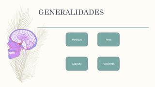 GENERALIDADES
Medidas Peso
FuncionesAspecto
 