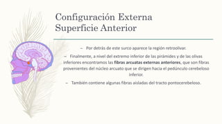 Configuración Externa
Superficie Anterior
– Por detrás de este surco aparece la región retroolivar.
– Finalmente, a nivel del extremo inferior de las pirámides y de las olivas
inferiores encontramos las fibras arcuatas externas anteriores, que son fibras
provenientes del núcleo arcuato que se dirigen hacia el pedúnculo cerebeloso
inferior.
– También contiene algunas fibras aisladas del tracto pontocerebeloso.
 