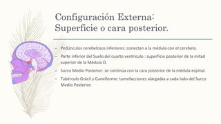Configuración Externa:
Superficie o cara posterior.
– Pedúnculos cerebelosos inferiores: conectan a la médula con el cerebelo.
– Parte inferior del Suelo del cuarto ventrículo : superficie posterior de la mitad
superior de la Médula O.
– Surco Medio Posterior: se continúa con la cara posterior de la médula espinal.
– Tubérculo Grácil y Cuneiforme: tumefacciones alargadas a cada lado del Surco
Medio Posterior.
 