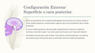 Configuración Externa:
Superficie o cara posterior.
– En la cara posterior de la médula oblongada encontramos en la línea media el
surco medio posterior, continuación superior del surco homónimo de la médu-
la espinal.
– El surco medio posterior, denominado originalmente calamos scriptorius,
termina a nivel de la aper- tura del cuarto ventrículo en el “pico del cálamo”.
– Por detrás de este pico está el óbex. Este último está formado por una lámina
de sustancia gris transversal que se extiende entre los tubérculos gráciles.
 
