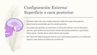 Configuración Externa:
Superficie o cara posterior.
– A ambos lados del surco medio posterior están los tubérculos gráciles,
prominencias producidas por los núcleos gráciles.
– Los tubérculos gráciles se continúan en dirección inferior con los fascículos
gráciles, que conforman la porción medial del cordón posterior y que llevan
fibras prove- nientes de la mitad inferior del cuerpo.
– Por fuera del tubérculo grácil está el surco intermedio posterior, y en dirección
lateral a este último el tubérculo cuneiforme.
 