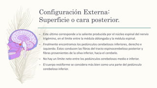 Configuración Externa:
Superficie o cara posterior.
– Este último corresponde a la saliente producida por el núcleo espinal del nervio
trigémino, en el límite entre la médula oblongada y la médula espinal.
– Finalmente encontramos los pedúnculos cerebelosos inferiores, derecho e
izquierdo. Éstos conducen las fibras del tracto espinocerebeloso posterior y
fibras provenientes de la oliva inferior, hacia el cerebelo.
– No hay un límite neto entre los pedúnculos cerebelosos medio e inferior.
– El cuerpo restiforme se considera más bien como una parte del pedúnculo
cerebeloso inferior.
 