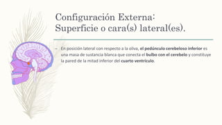 Configuración Externa:
Superficie o cara(s) lateral(es).
– En posición lateral con respecto a la oliva, el pedúnculo cerebeloso inferior es
una masa de sustancia blanca que conecta el bulbo con el cerebelo y constituye
la pared de la mitad inferior del cuarto ventrículo.
 