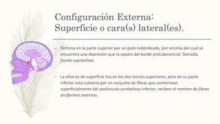 Configuración Externa:
Superficie o cara(s) lateral(es).
– Termina en la parte superior por un polo redondeado, por encima del cual se
encuentra una depresión que la separa del borde protuberencial, llamada;
foseta supraolivar.
– La oliva es de superficie lisa en los dos tercios superiores, pero en su parte
inferior está cubierta por un conjunto de fibras que contornean
superficialmente del pedúnculo cerebeloso inferior; reciben el nombre de fibras
arciformes externas.
 