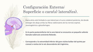 Configuración Externa:
Superficie o cara(s) lateral(es).
– Hacia atrás está limitada la cara lateral por el surco colateral posterior, de donde
emergen de abajo arriba las fibras radienulares de los nervios espinal,
neumogástrico y glosofaríngeo.
– En la parte posteroinferior de la cara lateral se enceuntra un pequeño saliente
llamado tubérculo ceniciento Rolando.
– Corresponde a la extremidad inferior del gran núcleo bulbar del quinto par
craneal o núcleo de la raíz descendente del trigémino.
 