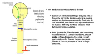 • VIA de la decusacion del menisco medial
• Cuando un estimulo tactil llega a la piel, este se
transmite por medio de los nervios a la medula
espinal, en donde encontramos los fasciculos de
Goll y Burdach, que llevan esta informacion hasta
los nucleos de Goll y Burdach, ubicados en el
bulbo del tronco encefalico.
• Estos forman las fibras internas, que se cruzan y
luego FORMAN EL LEMNISCO MEDIAL, el cual
acaba en la parte caudal del nucleo ventral
posterolateral del Talamo. Luego este manda
fibras a la Corteza para que el tacto se haga
conciente.
 
