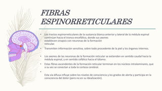 FIBRAS
ESPINORRETICULARES
• Los tractos espinorreticulares de la sustancia blanca anterior y lateral de la médula espinal
continúan hacia el tronco encefálico, donde sus axones
establecen sinapsis con neuronas de la formación
reticular.
• Transmiten información sensitiva, sobre todo procedente de la piel y los órganos internos.
• Los axones de las neuronas de la formación reticular se extienden en sentido caudal hacia la
médula espinal, y en sentido cefálico hacia el tálamo.
• Estas fibras ascendentes de la formación reticular terminan en los núcleos intralaminares, que
a su vez se conectan a toda la corteza cerebral.
•
Esta vía difusa influye sobre los niveles de consciencia y los grados de alerta y participa en la
consciencia del dolor (pero no en su Idealización).
 
