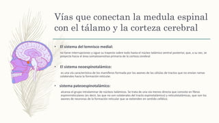 Vías que conectan la medula espinal
con el tálamo y la corteza cerebral
• El sistema del lemnisco medial:
no tiene interrupciones y sigue su trayecto sobre todo hasta el núcleo talámico ventral posterior, que, a su vez, se
proyecta hacia el área somalosensitiva primaria de la corteza cerebral.
• El sistema neoespinotalámico:
es una vía característica de los mamíferos formada por los axones de las células de tractos que no envían ramas
colaterales hacia la formación reticular.
• sistema pateoespinotalámico:
alcanza el grupo intralaminar de núcleos talámicos. Se trata de una vía menos directa que consiste en fibras
espinnrreticulares (es decir, las que no son colaterales del tracto espinotalámico) y reticulotalámicas, que son los
axones de neuronas de la formación reticular que se extienden en sentido cefálico.
 